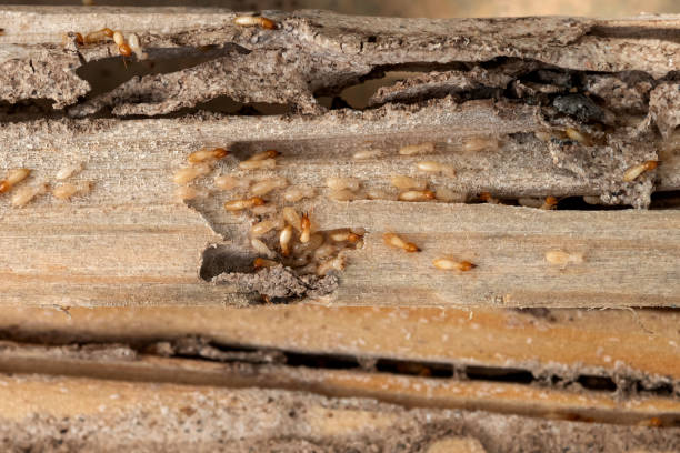 Best Termite Control Services  in Yerington, NV