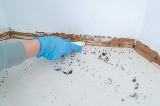 Best Pest Control for Businesses  in Yerington, NV